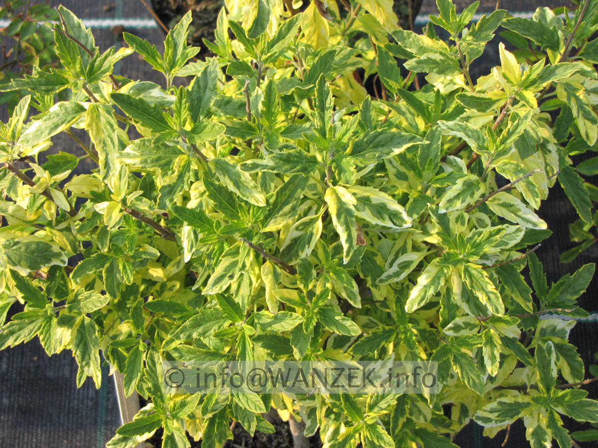 Caryopteris clandonensis Summer Sorbet 01.JPG